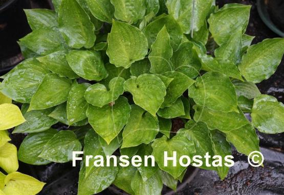 Hosta Sweet Bo Peep